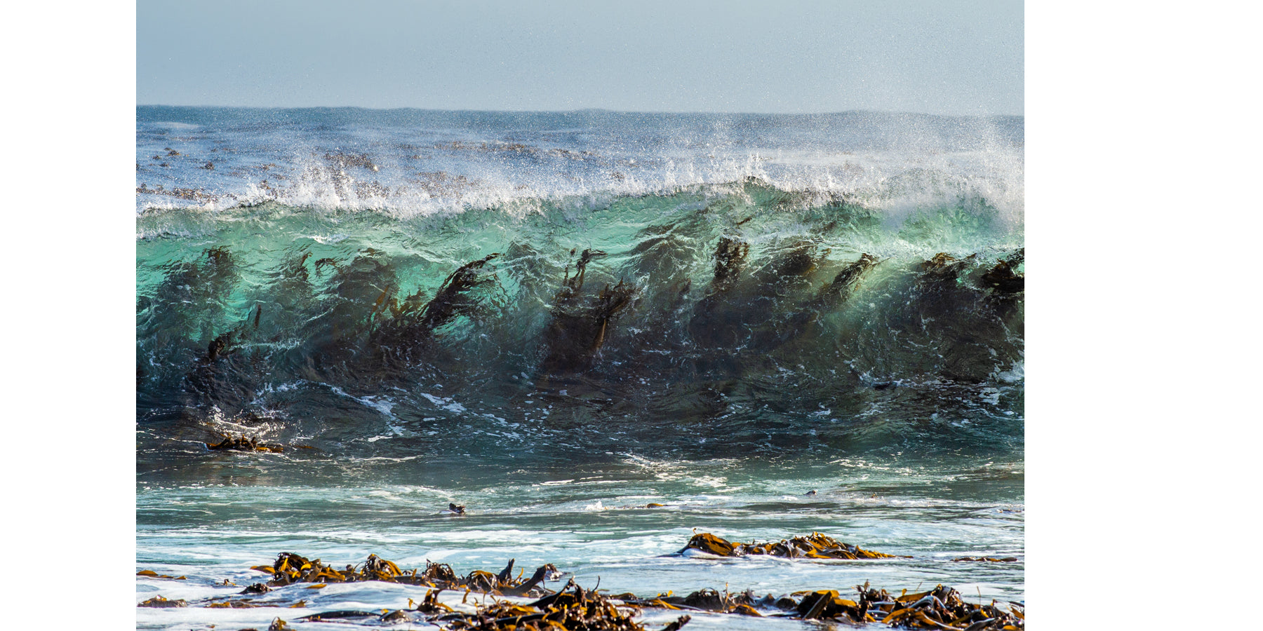 *Inside* Atlantic Kelp and Magnesium.